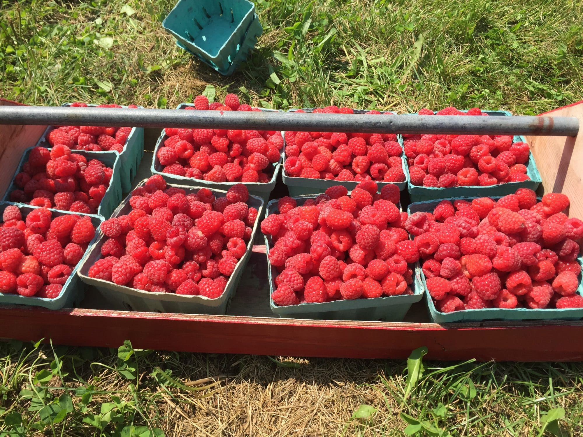 Ten Tips for Visiting a UPick Fruit Farm with the Kids Smart Lifebites