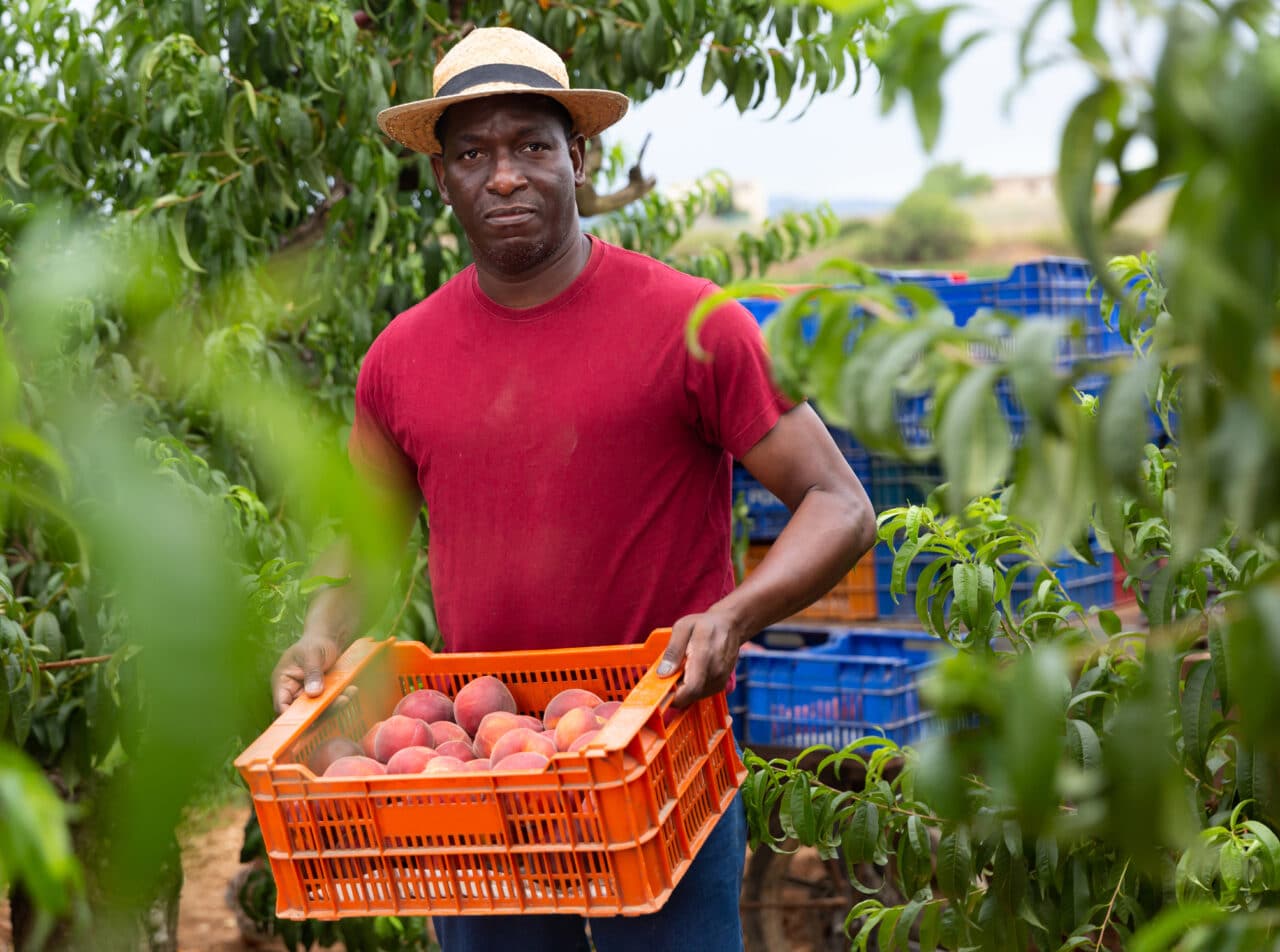 The Deeply Rooted impact of African American Farming. - Smart Lifebites
